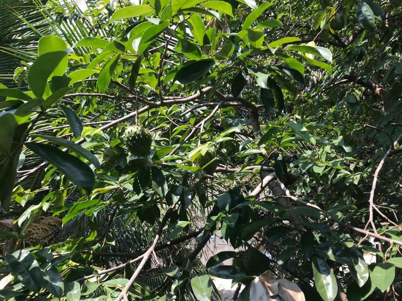 Suwani Pinnawala Homestay Экстерьер фото